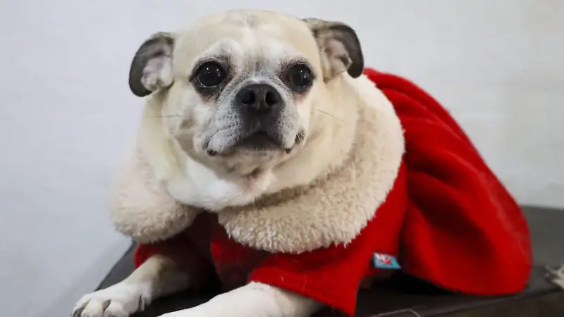 251208_ROPA NAVIDEÑA PARA MASCOTA_HA_9